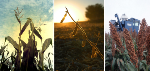玉米、大豆和高粱在收获时的合成照片