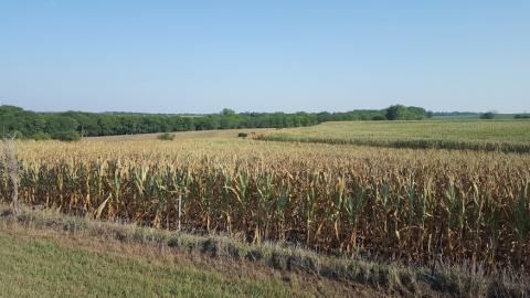 7月下旬在内布拉斯加州的Richardson County的旱地玉米领域。（照片由laura thompson）