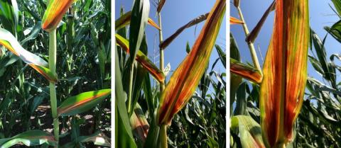 玉米的叶子会变红，因为光合作用过程中的糖分会在玉米的叶子和茎杆中积累，而此时玉米的籽粒不足以储存糖分。(摄影:Megan Taylor)