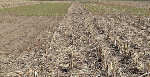 图1.玉米渣和覆盖克莱中心南部中央农业实验室玉米残留物和覆盖作物实验的视图。左上是去除60%玉米残渣的黑麦谷物;右上角是谷物和玉米残渣。左下角是不含谷物的黑麦，去除60%的玉米残渣;右下为玉米残茬，无覆盖作物(对照)。