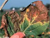 Leaf symptoms of brown stem rot of soybean