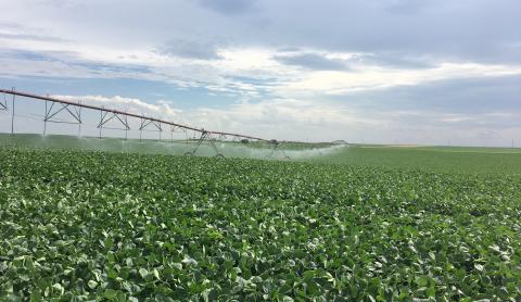内布拉斯加州珀金斯县的灌溉大豆领域