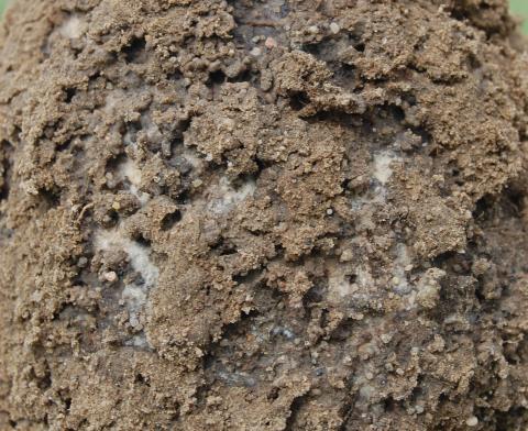 紫根腐病，土壤中的一种根枯菌