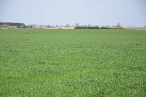 内布拉斯加州生长季节早期的典型麦田。