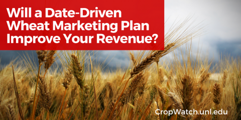 图表重复标题:日期驱动的小麦营销计划会提高你的收入吗?