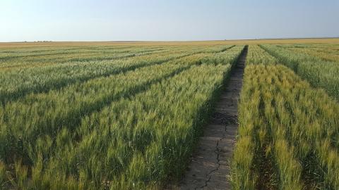 2018年，在这片狭长地带进行了冬小麦播种期研究的第一年。