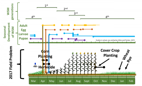 图1所示。麦秆蛆的季节生态学(Allen 1933)覆盖了2017年的田野问题。箭头显示可能的感染源开始于春季的成虫活动。