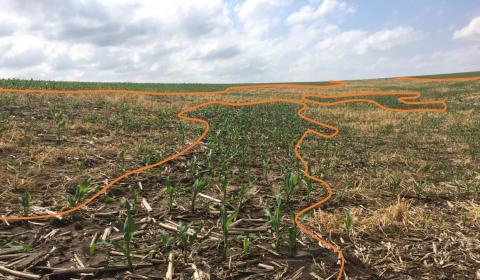 图1所示。黑麦覆盖作物种植在小块土地上，以控制侵蚀。中间的照片显示的是被覆盖作物没有与正常生长的植物生长的区域。受损的玉米主要局限在有覆盖作物的地区。