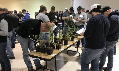 在2018年的课程中，作物侦察培训参与者正在识别杂草。
