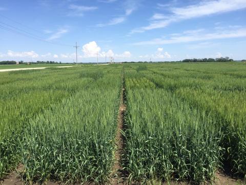 Winter wheat field trials conducted at the University of Nebraska Eastern Nebraska Research and Extension Center in 2018-2019.