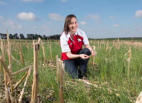 安德里亚·巴斯奇在一片覆盖作物的田地里种植玉米茬