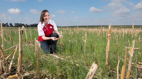 安德里亚·巴斯奇在一片覆盖作物的田地里种植玉米茬