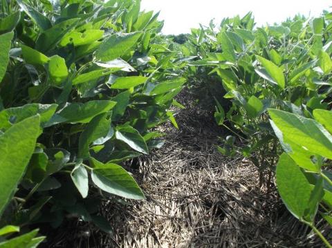 大豆田，以前的覆盖作物提供了足够的杂草控制。