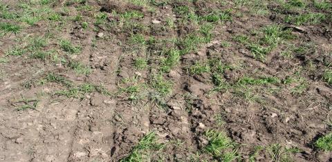 图1。豆科植物盘播间种后土壤扰动。