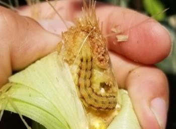 玉米耳虫幼虫
