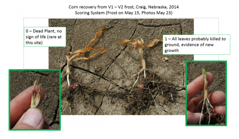 照片说明了用于评估玉米幼苗冻害的分级系统中的两点。这些图显示了2014年克雷格附近V1-V2生长阶段玉米从霜冻中恢复的情况