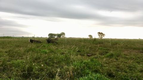 图1所示。在米德平滑的雀草牧场上吃草的牛群。