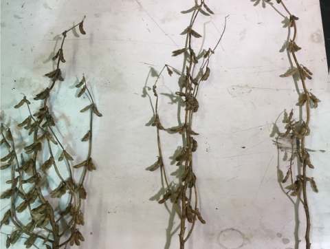 三株大豆植株展示了植物结构对种植种群的反应。