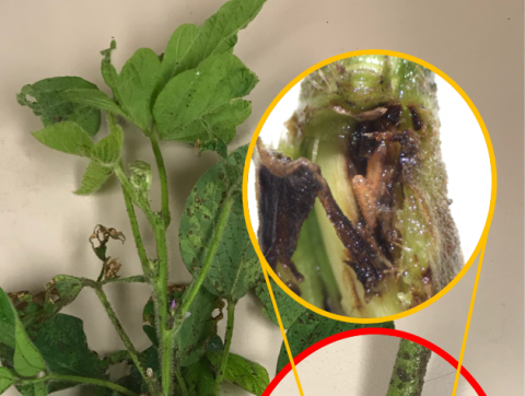 Soybean gall midge larvae inside a soybean stem