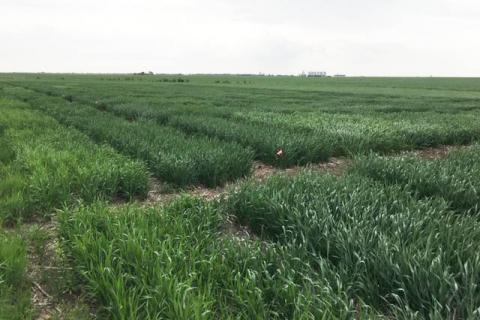 2018年盐碱县小麦品种试验