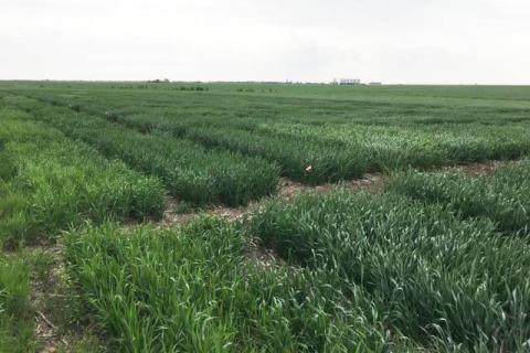 盐碱县冬小麦品种试验(兰迪·普莱尔摄)
