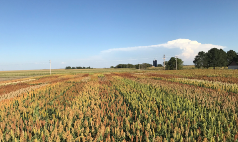 在亨利J. Stumpf国际麦楼的谷物高粱品种审判在格兰特，内布拉斯加州，2019年夏天。
