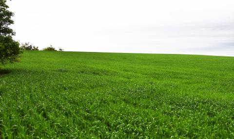 图1所示。5月23日，韦伯斯特县的一个小麦种植者的麦田，疾病水平较低。(摄影:Stephen Wegulo)