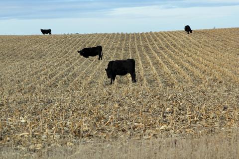 作物残茬交流的不断扩大，以更好地连接畜牧生产者与现有的饲草资源。