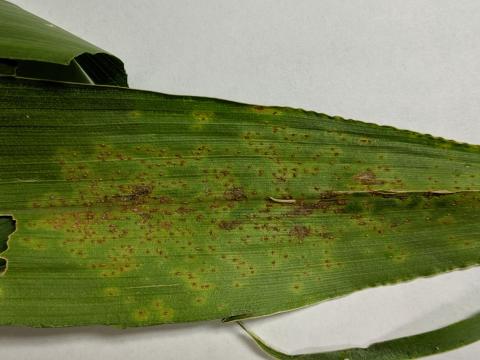 Southern rust on a corn leaf