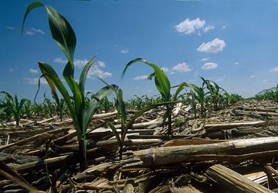 在洪水泛滥的农田上，覆盖作物作为土壤覆盖和重建以及饲料来源提供了好处。