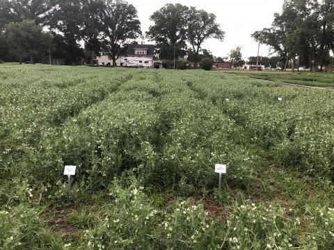 领域豌豆品种试验情节在林肯县，2019年夏天。