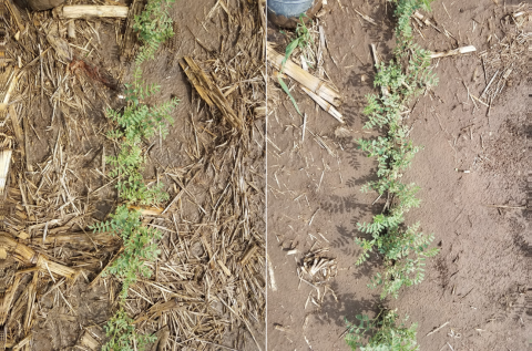 鹰嘴豆的两张照片在田野中，一个在No-Till（L）中成长，并在2018年在赠款中使用耕作（R）生长