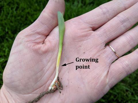 估算严重受伤的植物是否生存，检查生长点。健康的生长点是黄色/白色和坚定的，如图所示。不健康的生长点变得褪色和触感柔软。