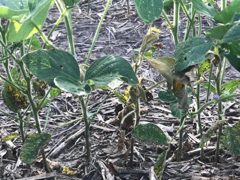 图1所示。Soybean plant showing signs of wilting from soybean gall midge infestation.