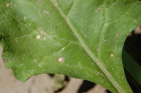 由CLS病原菌甜菜Cercospora betae引起的3个非常年轻的圆形病变的甜菜叶片。如果条件有利，这种疾病可以迅速传播，即使是从这个很小的开始。