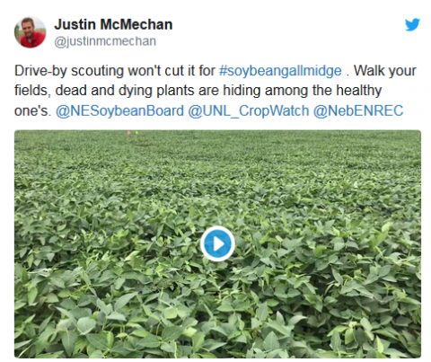 Justin McMechan关于寻找大豆瘿蚊的推特