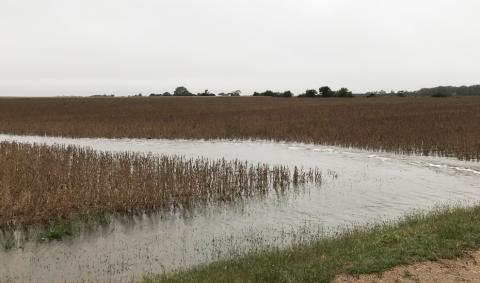 最近的一场雨过后，菲尔莫尔县大豆田的边界积水。虽然该州大部分地区的潮湿条件会使收获复杂化，但采取措施避免压实可以减少未来作物面临的挑战。(由Brandy VanDeWalle拍摄)