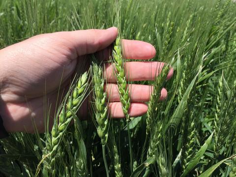 今年早些时候内布拉斯加州东部品种试验中的小麦。(图片来源:Nathan Mueller)