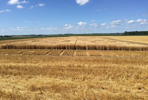 图6.内布拉斯加州大学冬小麦冬小麦品种试验（25个条目/品种）于7月16日在华盛顿南西南部的Hoegermeyer农场主持的华盛顿郡。（照片由Nathan Mueller）