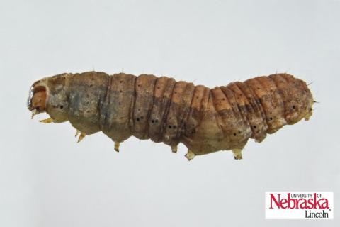 Cutworm Caterpillar.