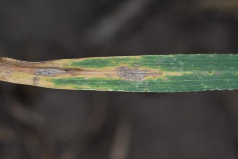 小麦下部冠层中的小麦赤星病菌斑点病