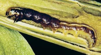 common stalk borer larva