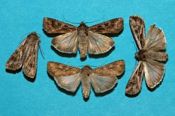 army cutworm miller moths
