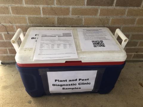 植物和害虫诊所外的提交冷却器