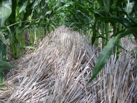 玉米种植毛茸茸的小麦