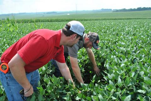 men examine condition of soybeans in field