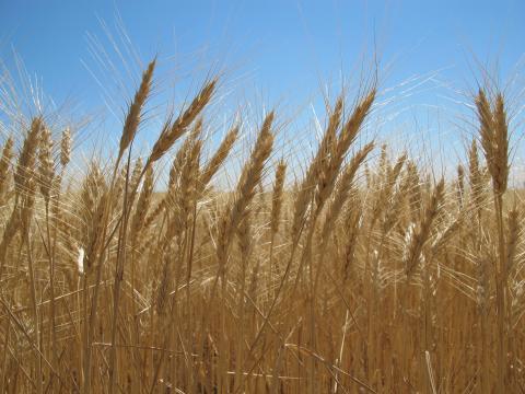 靠近收获的小麦