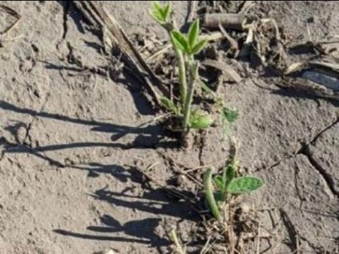 早季损坏的大豆显示出重新生长