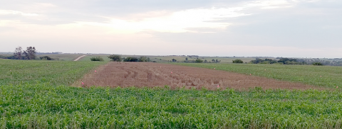 赫兹农场覆盖作物田