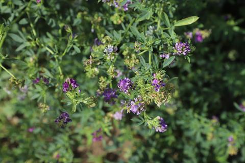 紫花苜蓿植物的特写镜头